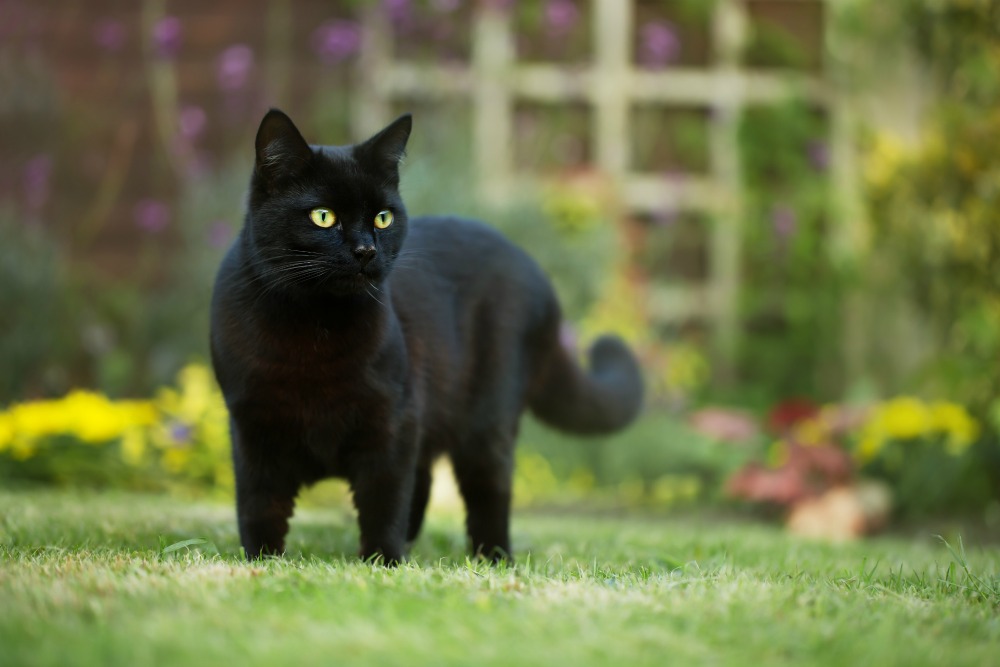 Black best sale cat unlucky