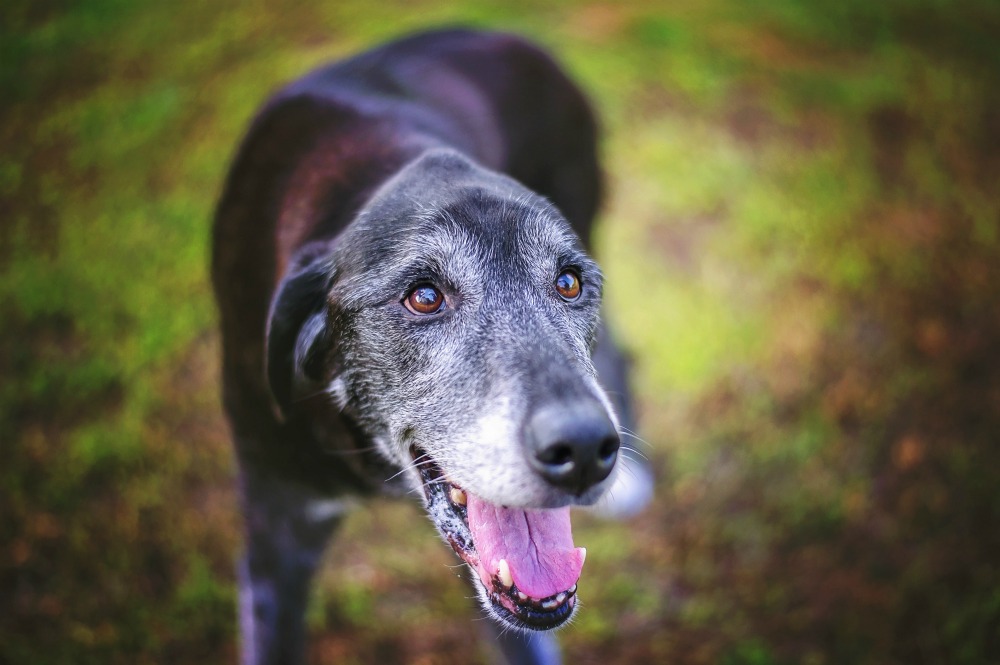 Mental Stimulation for Senior Dogs: Tips to Keep Older Dogs Busy