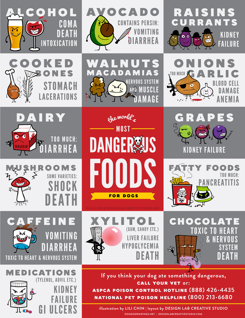 Toxic foods for dogs sales and cats